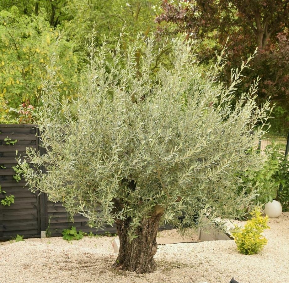 Olive Apartman Alsóörs المظهر الخارجي الصورة